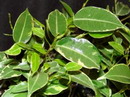 راهنمای نگهداری و پرورش گیاهان آپارتمانی - فیکوس بنجامین ابلق